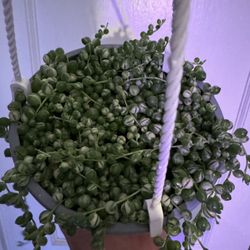 Variegated String Of Pearls Houseplant 5” Pot