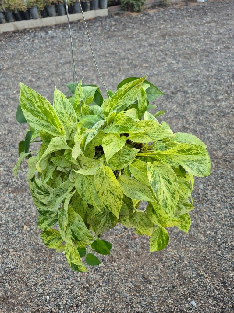 Marble Queen Pothos Plant 6" Pot 