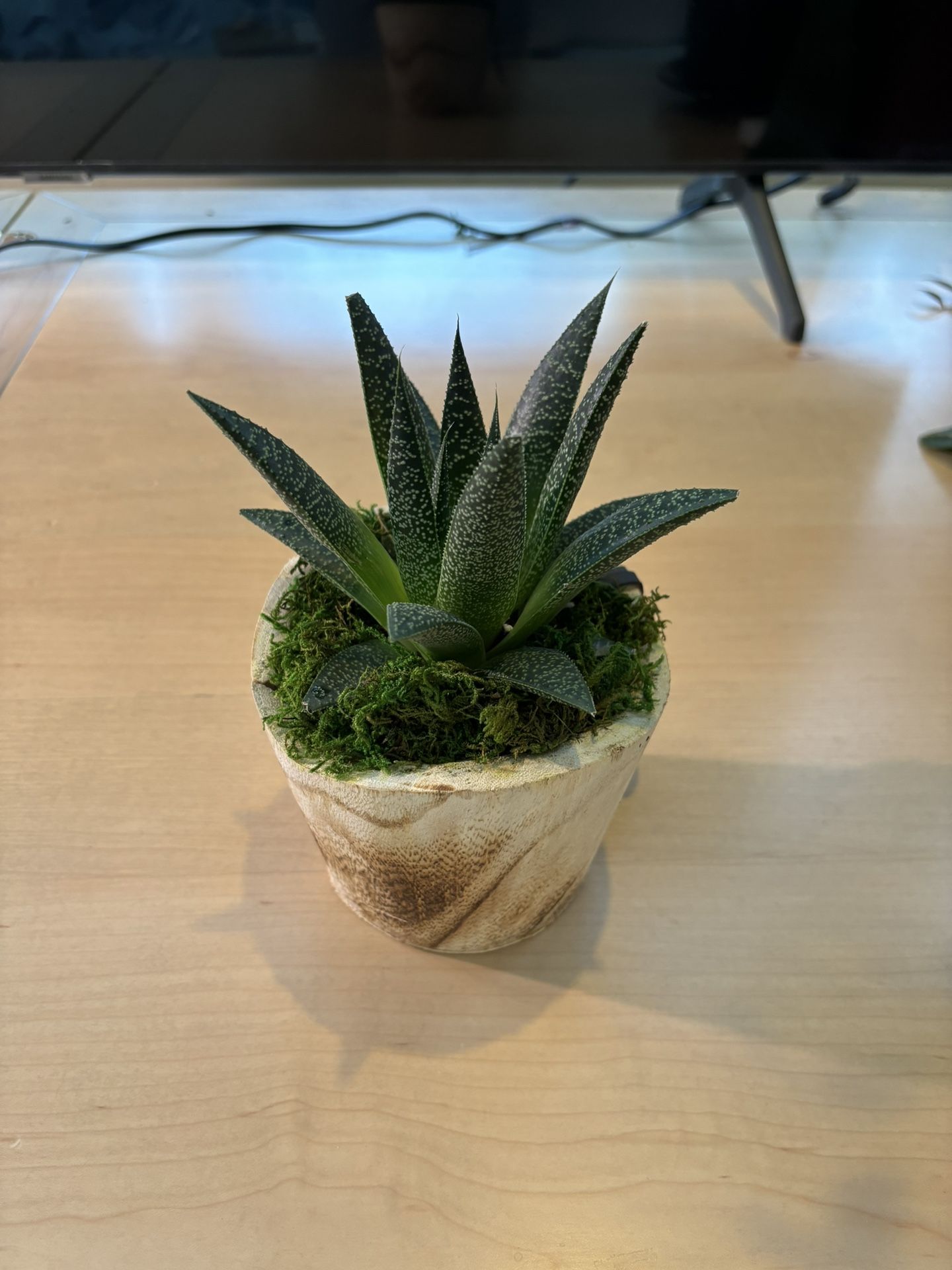 Aloe  Vera 