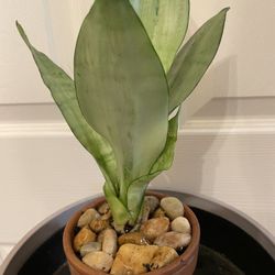 $15 | Sansevieria “Moonlight” | Light Green Snake Plant | Low Light | Drought Tolerant | Air Purifier