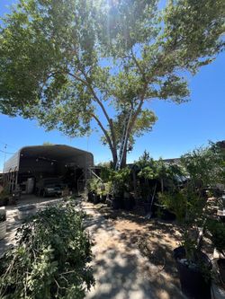 Tree trimming/yard work