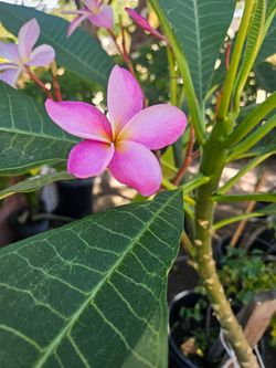Plumerias