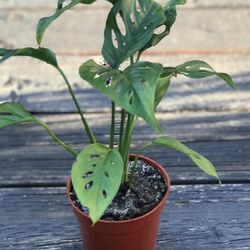 $6 Swiss Cheese plant