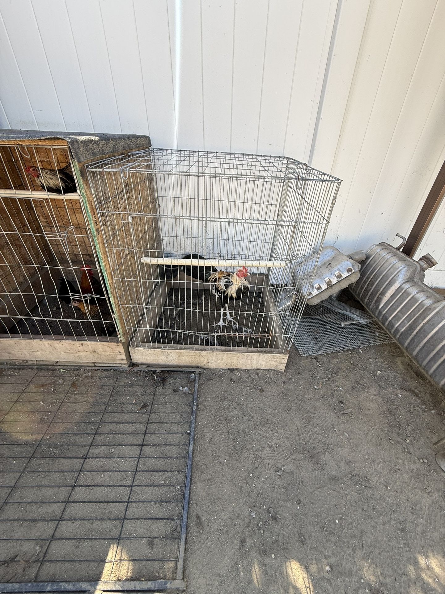 Rooster Cages