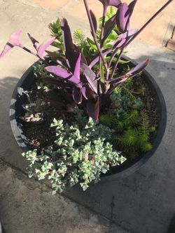 2 gallon pot w/ variety of plants