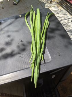 Moringa Green Drums Sticks