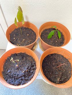 Mango Plant