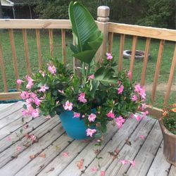 Beautiful Large Indoor Tropical Plant And Mandevilla’s (planter Not Included)