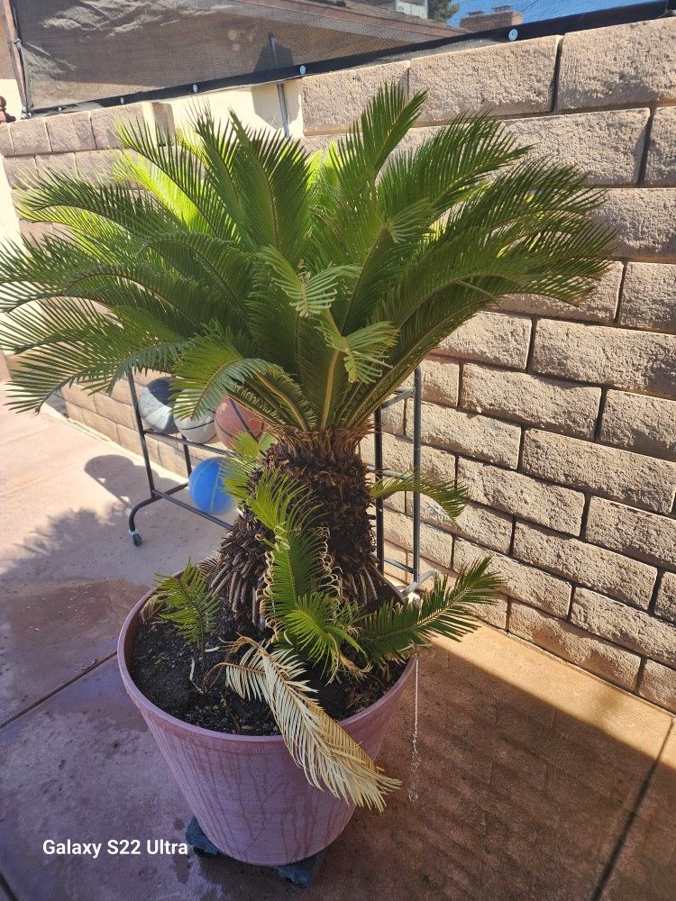 Sago Palm Tree