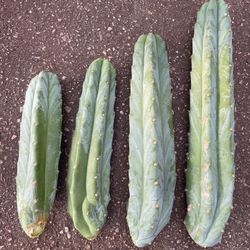 San Pedro cactus plants, $25, $30, $40 $50 each one