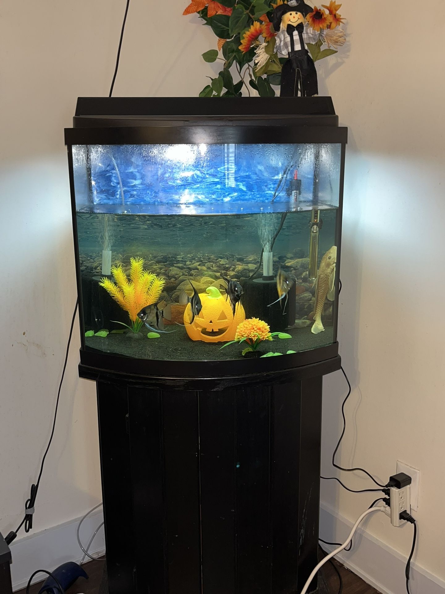 Within The Aquarium