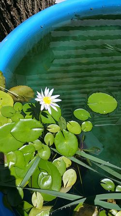 Sacred Egyptian Lotus