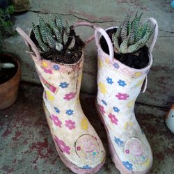 Plantas en Botas $5 Cada Una
