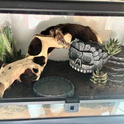 Snake Enclosure + More