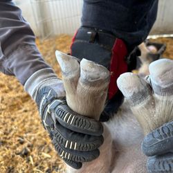 Piggy Care Farrier