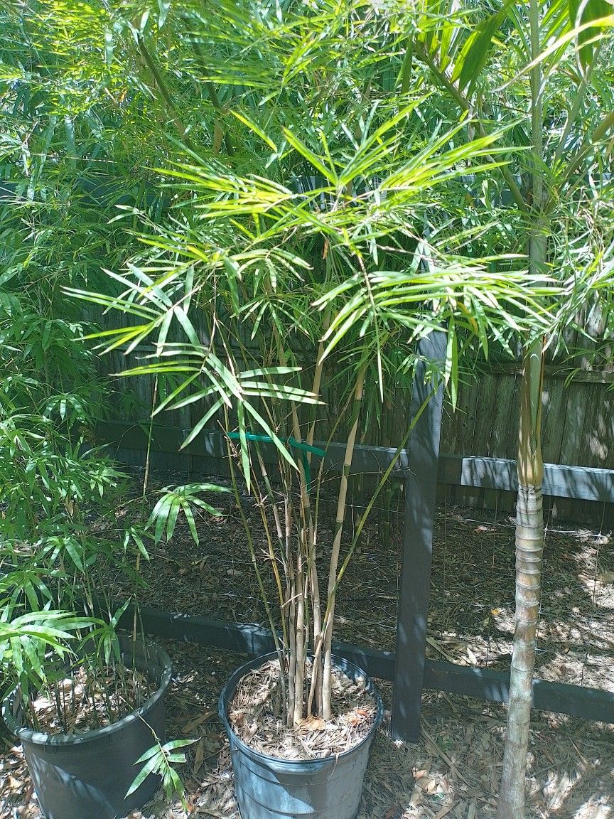 Thyrsostachys siamensis also known as Monastery Bamboo, Thai Bamboo or Umbrella Bamboo