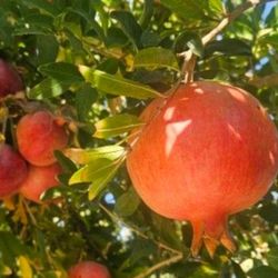 Pomegranates 