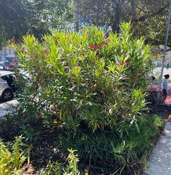 Free Oleander
