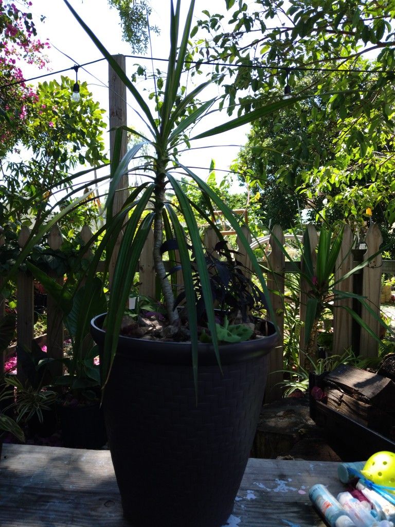 Container Garden - Purple Sweet Potato Vine, Maranta, Swiss Cheese And Dracaena Marginata Plants