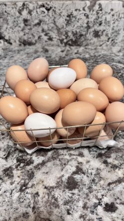 Farm Fresh Eggs – Laid Daily! 🐓