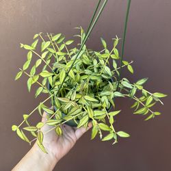 6” hoya bella inner variegated