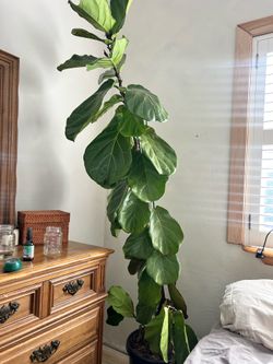 Fiddle leaf tree