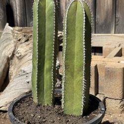Cactus Plant (Mexican Fence Post)