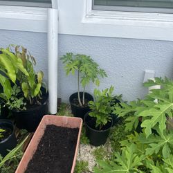 Plants.  Mango Papaya 