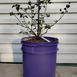 Blueray Blueberry Plant 