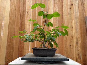 Witch hazel bonsai clump/multi-trunk
