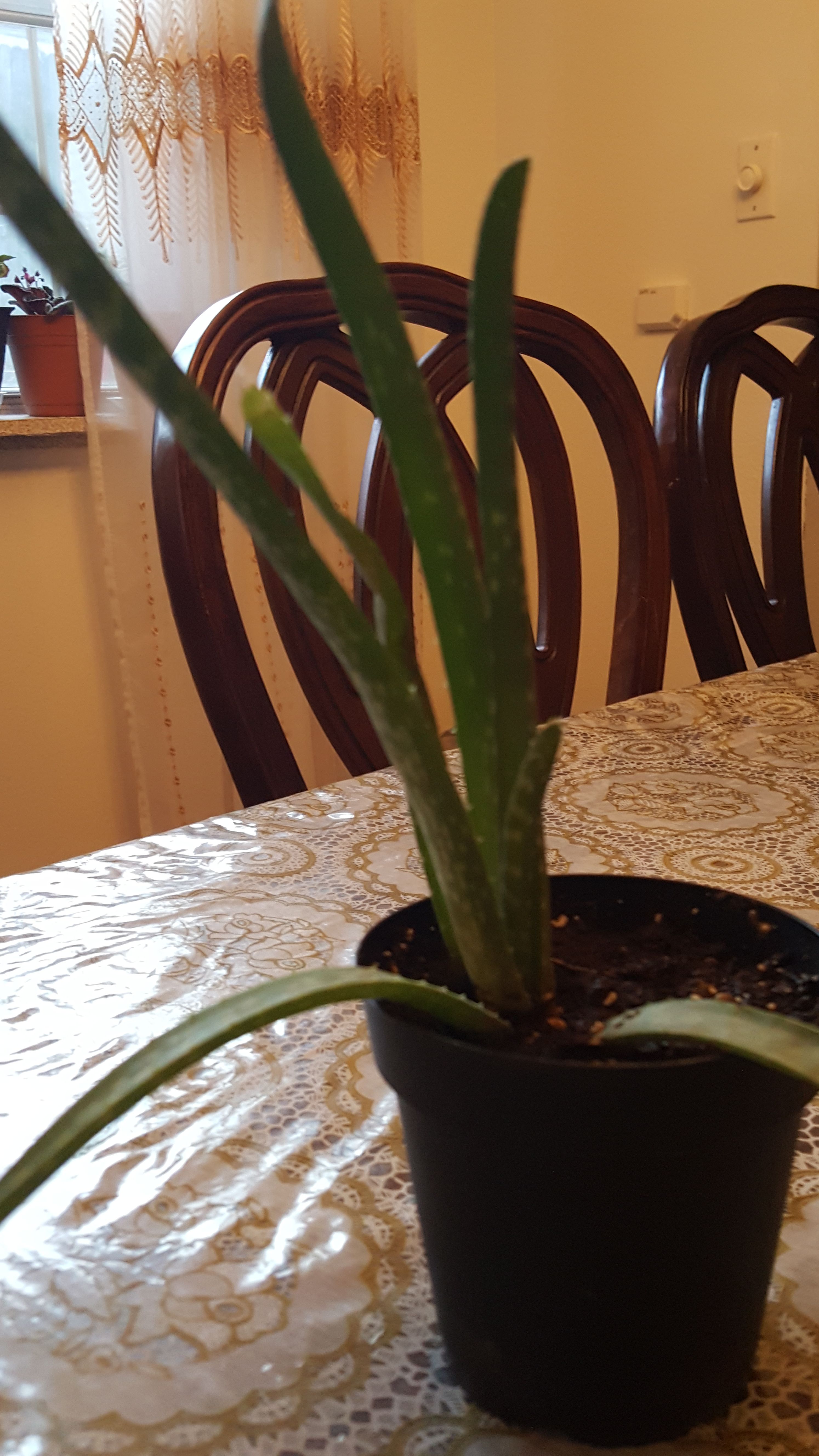 Aloe vera