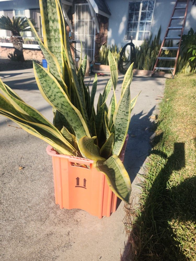 Plant Snake For Sale