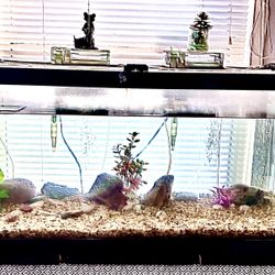 40 Gallon Aquarium 