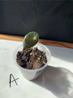 Alocasia Azlanii