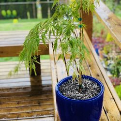 Live outdoor Waterfall Laceleaf Japanese Maple tree plant in a Le Beau ceramic planter flower pot—firm price