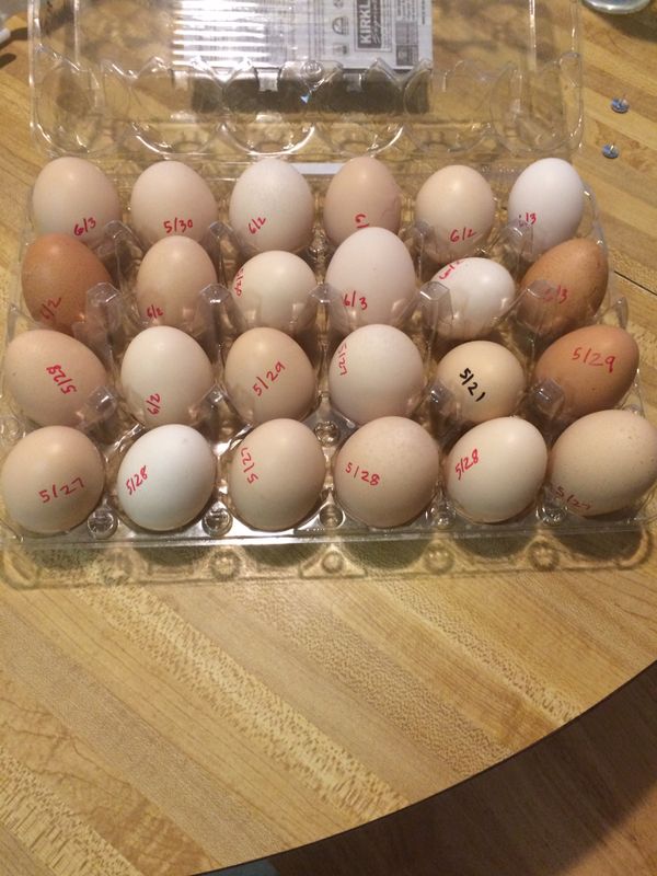 Fresh Fertile Chicken eggs for sale for Sale in Laveen Village, AZ