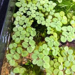 Salvinia, aquarium Floating Plants