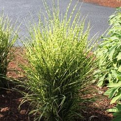 ‘Gold Bar’ Zebra Grass Perennial Plants —