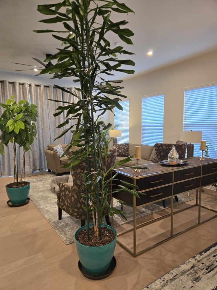 10 Foot Dracaena Houseplant