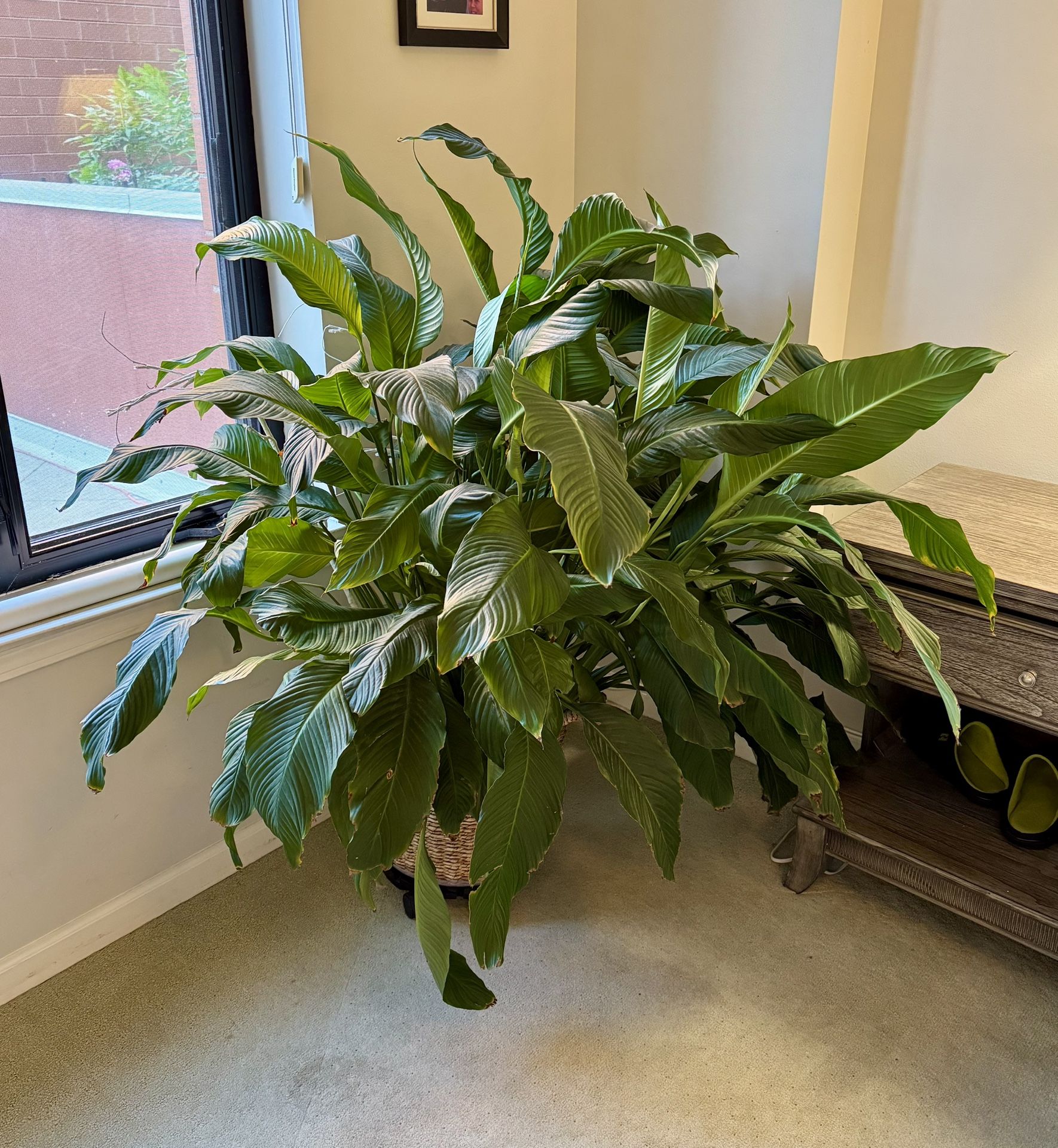 Large Peace Lily Plant