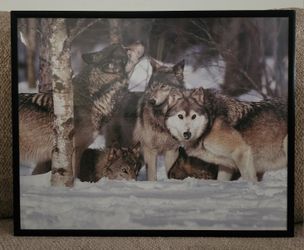 Wolf Pack In Snow Photo