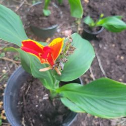 Cannas Lilly Plants Coyoles 