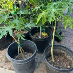 Hawaiian Papaya