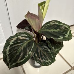 Calathea Medallion 