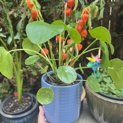Chinese Money Plant With A Pot 