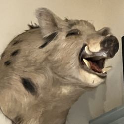 Boars Head Taxidermy 
