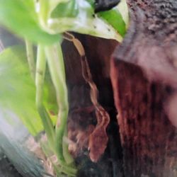 Baby Crested Geckos