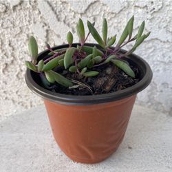 4 Inch Pot Succulent Plant - Ruby Necklace - Crassothonna Capensis - Rare - Rooted & Stablished - Drought Resistant - 🪴