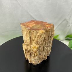 Rare Petrified Wood Fossil