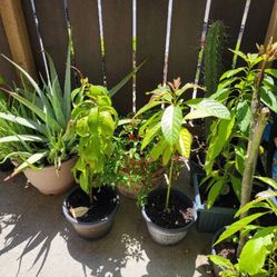 Plantas 